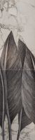 W22-ODALISCA_z-scaled.jpg